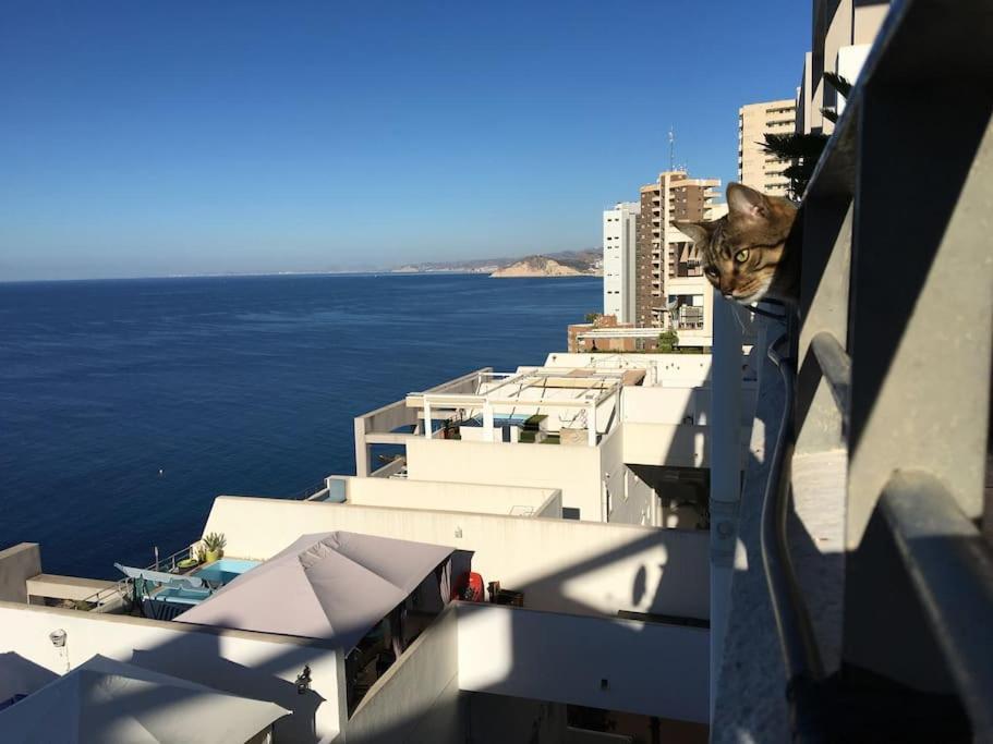 Piso En La Primera Linea Del Mar Con 2 Appartement *